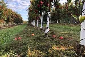 apple-garden