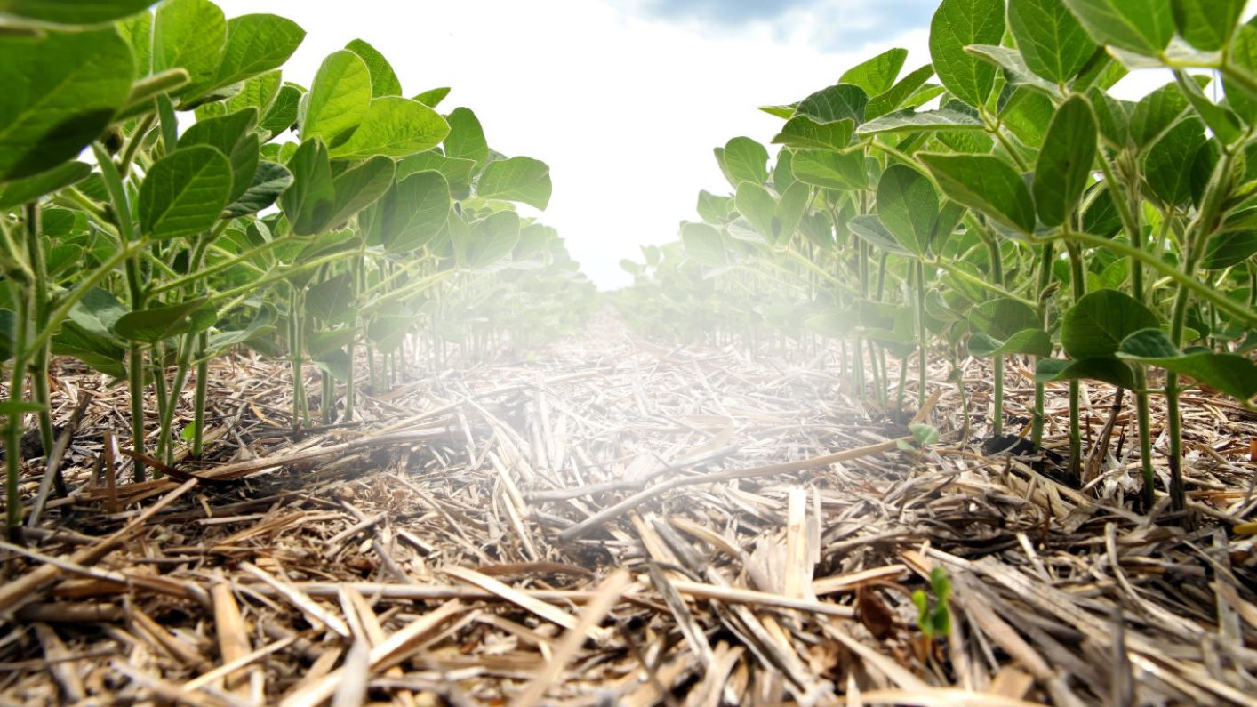 field-background